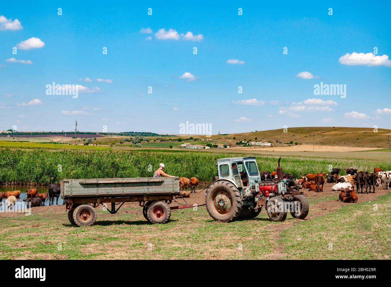 Ländliche Landschaft von landwirtschaftlichen Feld mit alten Traktor und Herde von Kühen in der Nähe des Flusses. Bäuerin im Traktor. Sommer Blick in die Landschaft der Ukraine. Stockfoto