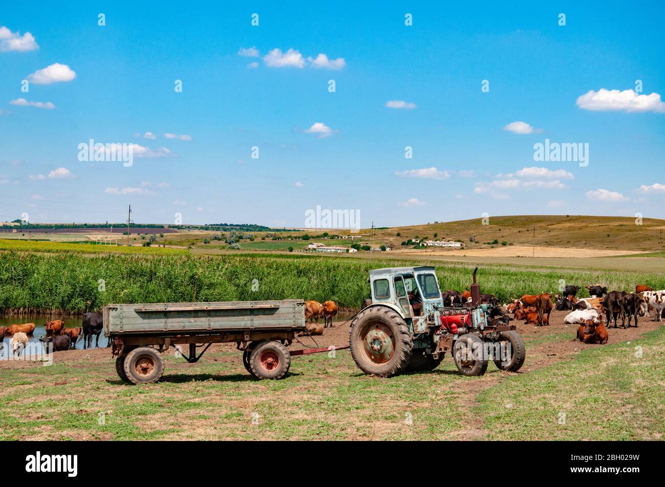 Ländliche Landschaft von landwirtschaftlichen Feld mit veralteten Traktor und Herde von Kühen in der Nähe von Fluss. Ruhige Sommerlandschaft in der Landschaft der Ukraine. Stockfoto