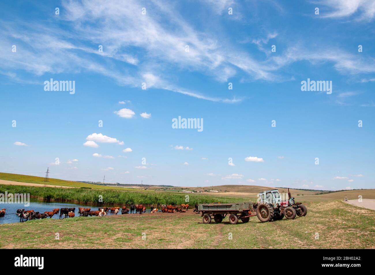 Hoher klarer blauer Himmel mit weißen Wolken und ländliche Landschaft von landwirtschaftlichen Feld mit veralteten Traktor und Herde von Kühen in der Nähe des Flusses. Ruhiger Sommer-Vie Stockfoto