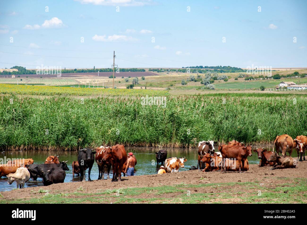 Ruhige Sommerlandschaft von See und Herde von Kühen Weide und Trinkwasser aus Teich von frischem grünem Schilf überwuchert. Viehzucht auf dem Land Stockfoto