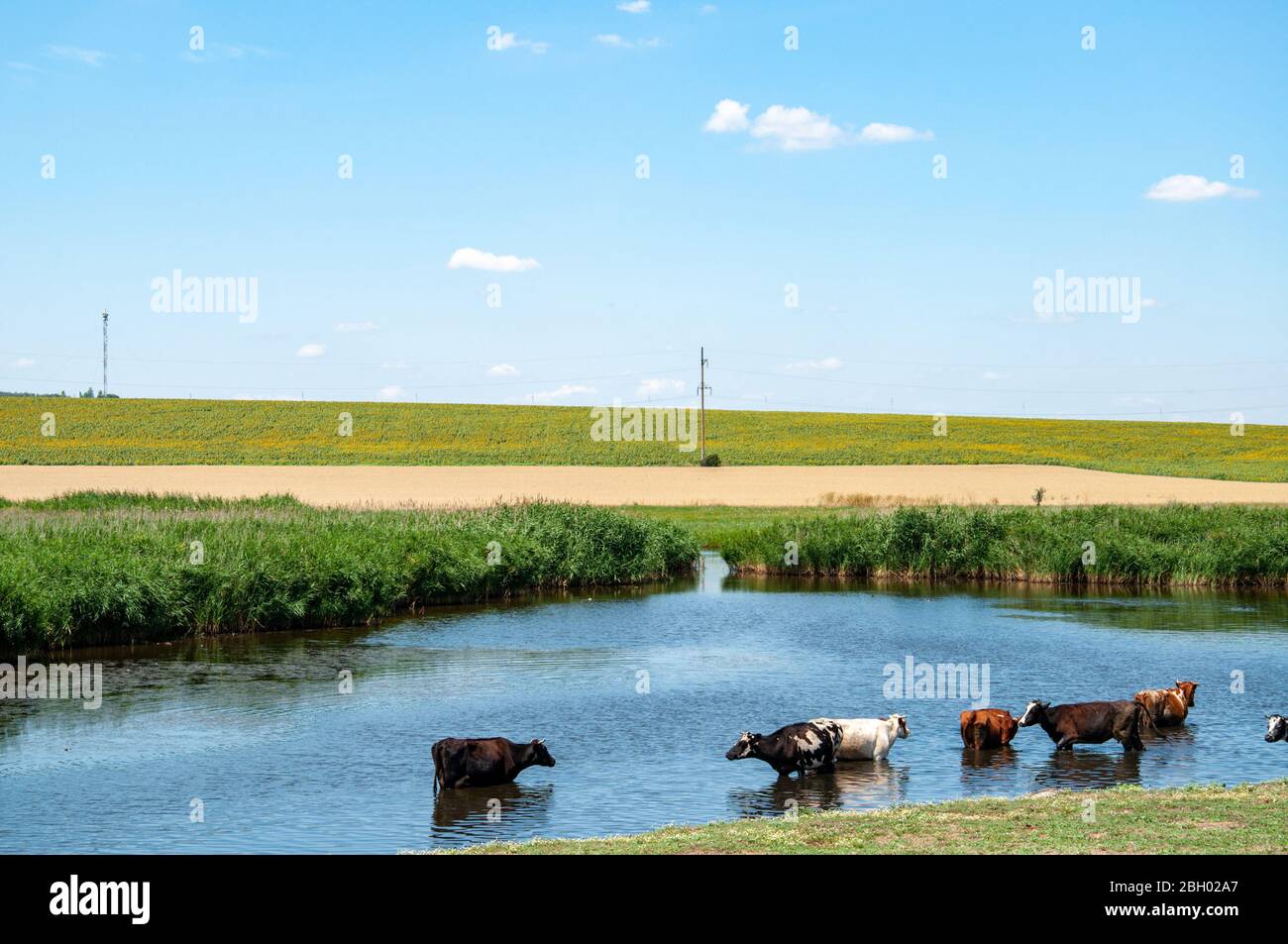 Weidelandschaft von See und Kühe Weide und Trinkwasser aus Teich von frischem grünem Schilf mit gelben Getreidefeldern auf dem Hintergrund überwuchert. Rinder Stockfoto