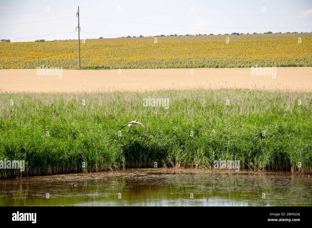 Verschwommenes Graben-Wasser des Sees, der von Schilf und Wasserpflanzen mit Hintergrund der landwirtschaftlichen Felder überwuchert ist. Defokussed Silhouette des fliegenden weißen Reihervogels Stockfoto