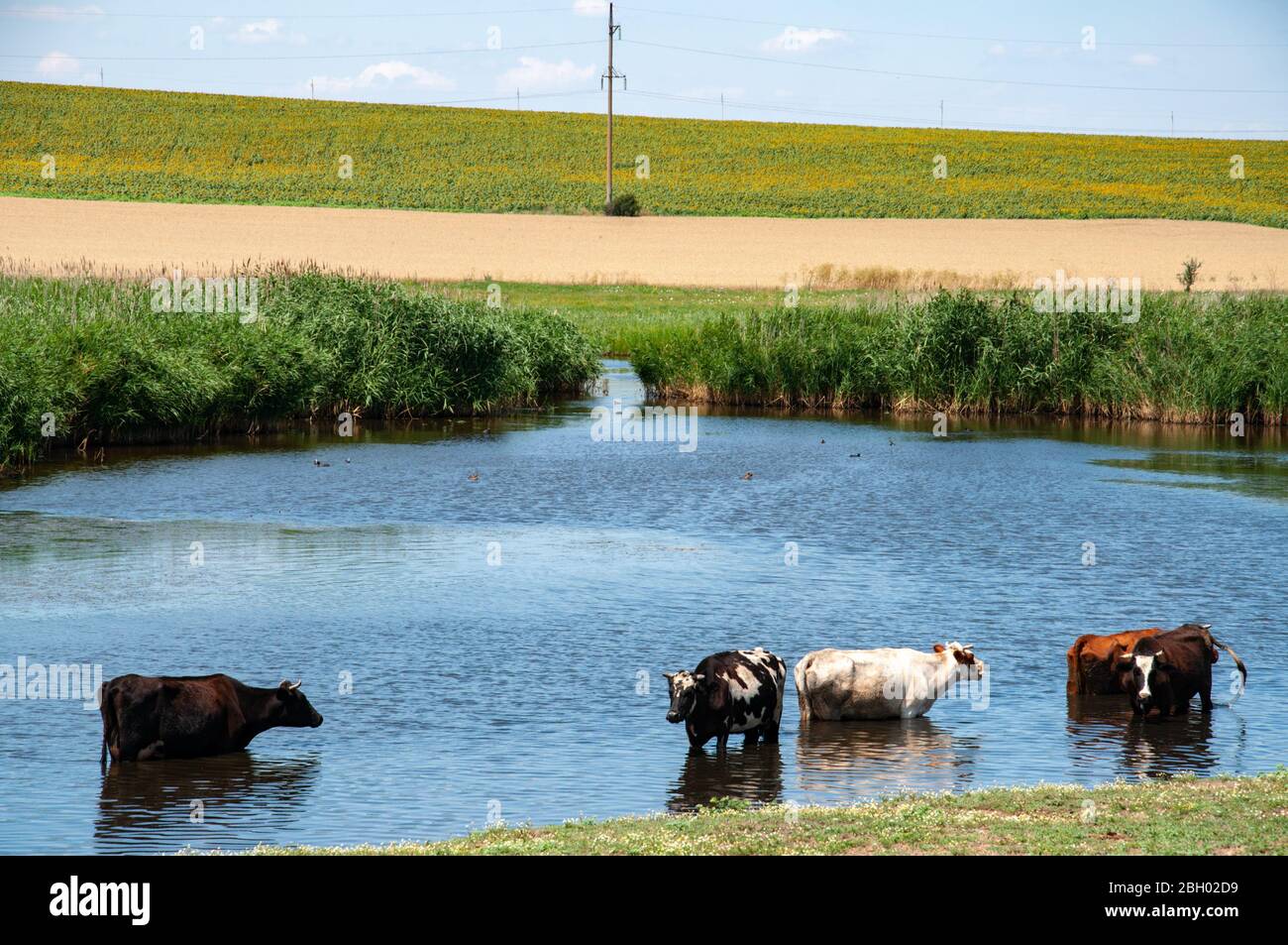Ländliche Landschaft des Sees und mehrere Kühe Trinkwasser aus Teich von frischem Schilf überwuchert. Blaue Wasseroberfläche und Kuhsilhouetten Stockfoto