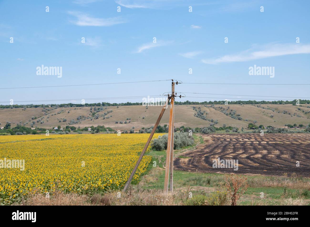 Rustikale elektrische Stange auf verschwommenem Hintergrund der ländlichen Landschaft mit gelben blühenden Feld und Reihenmuster auf braunem Boden. Traditionelle Aussicht auf die Landschaft Stockfoto
