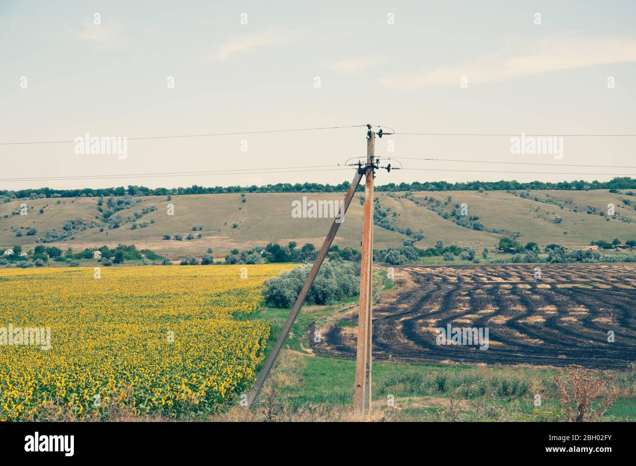 Alte elektrische Stange auf unscharfen Hintergrund der ländlichen Landschaft mit gelben blühenden Feldern und Hügeln auf Skyline. Traditionelle Landschaft der Landschaft in Ukra Stockfoto