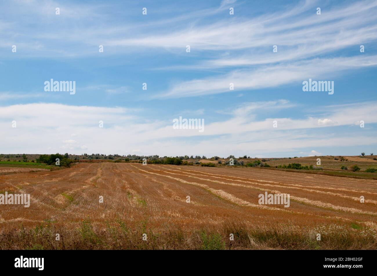 Ebene Landschaft von abfallenden Feld mit Reihen von trockenen braunen Stoppeln und klaren blauen Himmel von weißen Spindrift Wolken über Horizont. Textur der Ernte Weizen Fiel Stockfoto