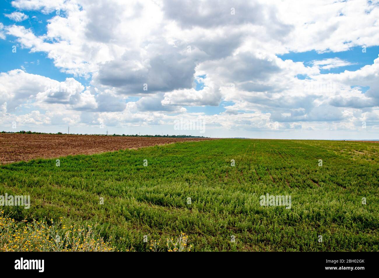 Landwirtschaftliche Landschaft von frischen grünen Weizenfeld und hellblauen Himmel mit flauschigen weißen Wolken über Horizont. Idyllische Frühlingsansicht der Landschaft i Stockfoto