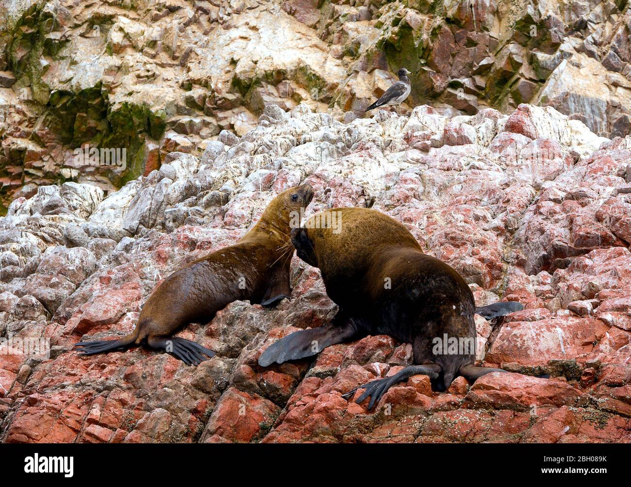 Weibliche und männliche südamerikanischen Seelöwen (Otaria flavescens) am Strand. Auch die Southern Sea Lion und die PATAGONISCHEN Seelöwen genannt Stockfoto