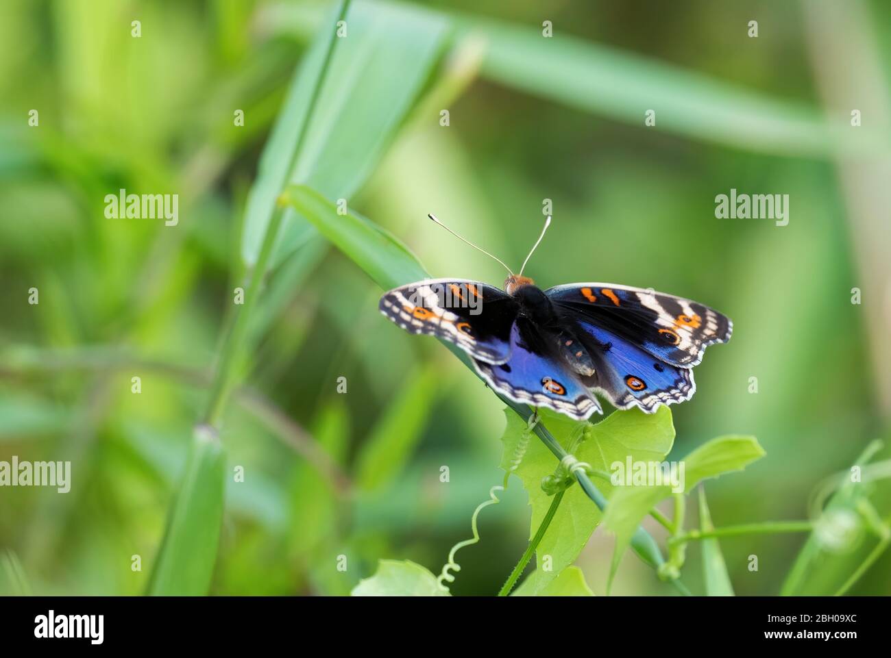 Blue Pansy - Junonia orithya, schöner blauer und schwarzer Schmetterling aus südostasiatischen Wiesen und Wäldern, Malaysia. Stockfoto