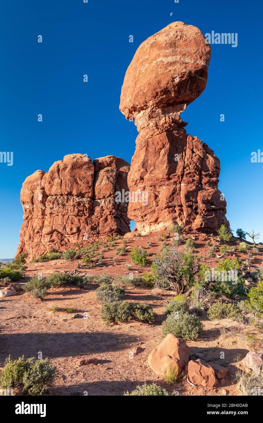 Im Arches National Park wird die Schwerkraft, die Balanced Rock Formation trotzt, vom frühen Morgenlicht unter einem blauen Himmel mit einem winzigen Mond beleuchtet Stockfoto
