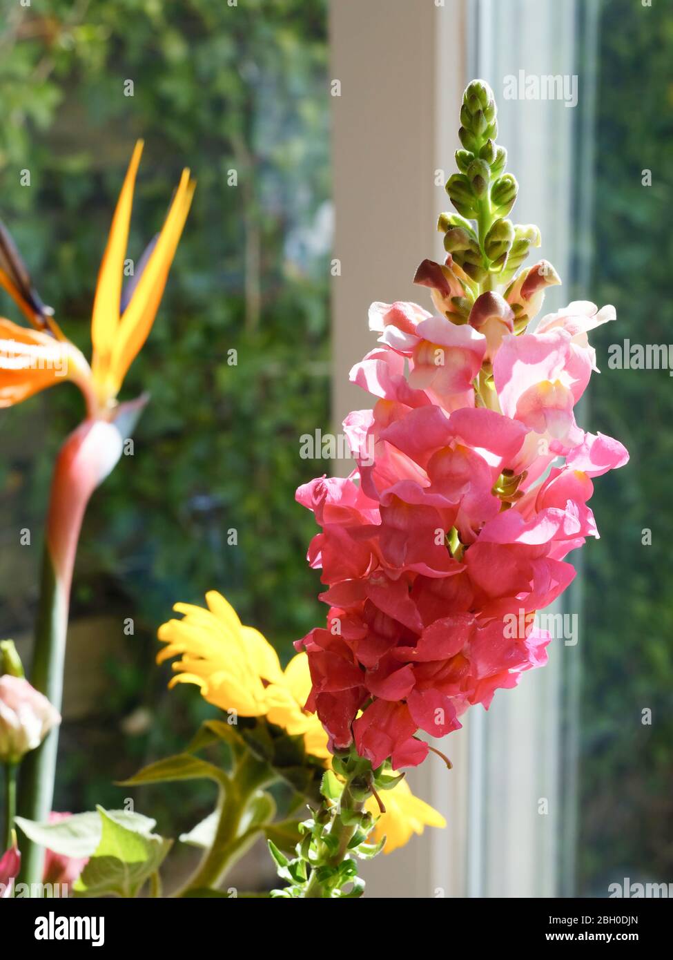 Große rosa Blume vor einem Fenster mit Rückfellungen, verschiedene andere Blumen im Hintergrund Stockfoto