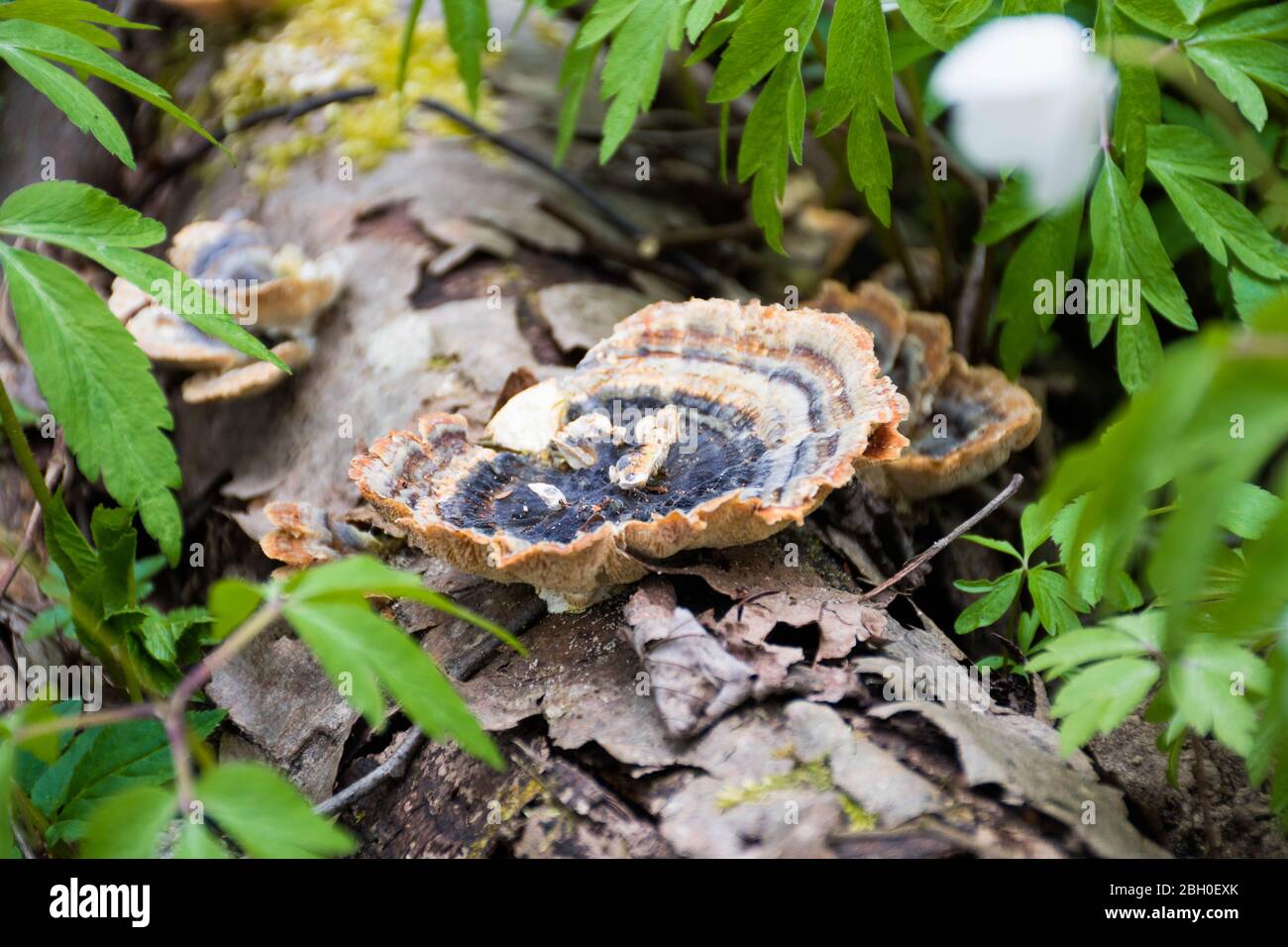 Der Pilz auf dem Stamm im moosigen Wald. Rauchige Polypore oder rauchige Bracket, Pilzarten, Pflanzenpathogen, die weiße Fäule in lebenden Bäumen verursacht Stockfoto