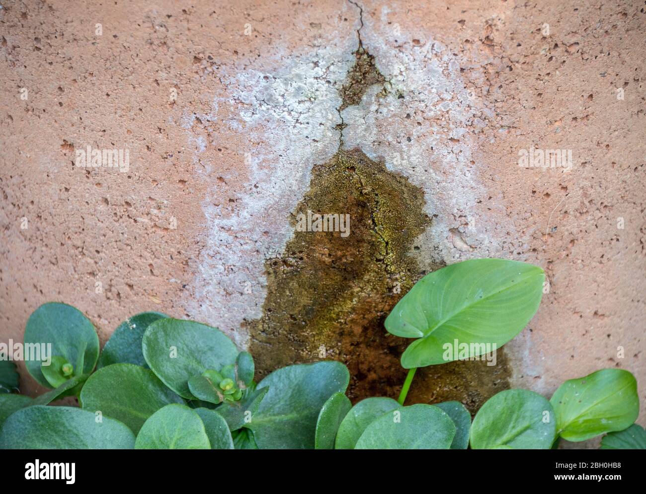 Grüne Pflanzen gedeihen bei einem Wasserleck in einem Steinwasserbehälter Bild in horizontaler Form Stockfoto