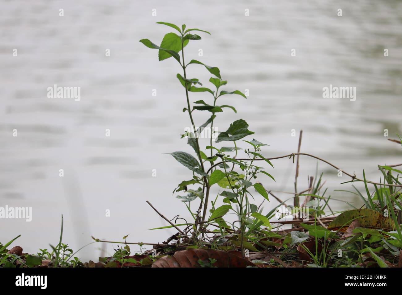 Schwarzer Medic Baum neben dem Wasser mit Gras Stockfoto