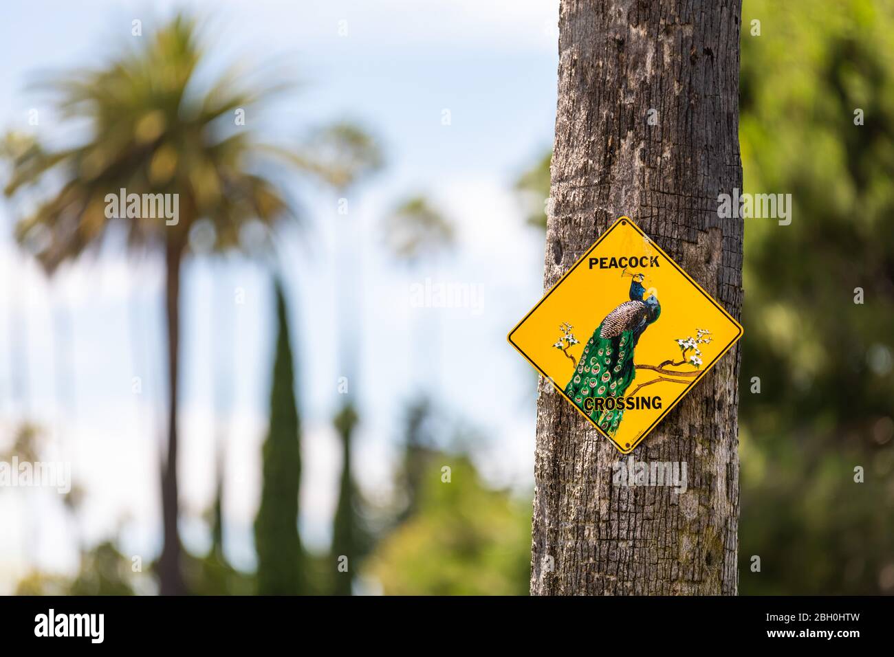 Nahaufnahme eines unsual gelben Straßenschildes Warnung vor Pfau Kreuzung genagelt auf einem Palmenstamm, vor einem Bokeh Hintergrund Stockfoto