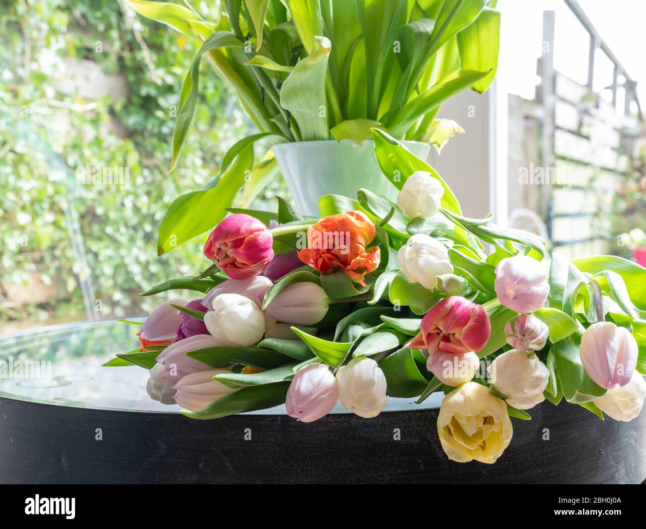 Mehrfarbige Tulpen sind auf einem Glastisch lose Stockfoto