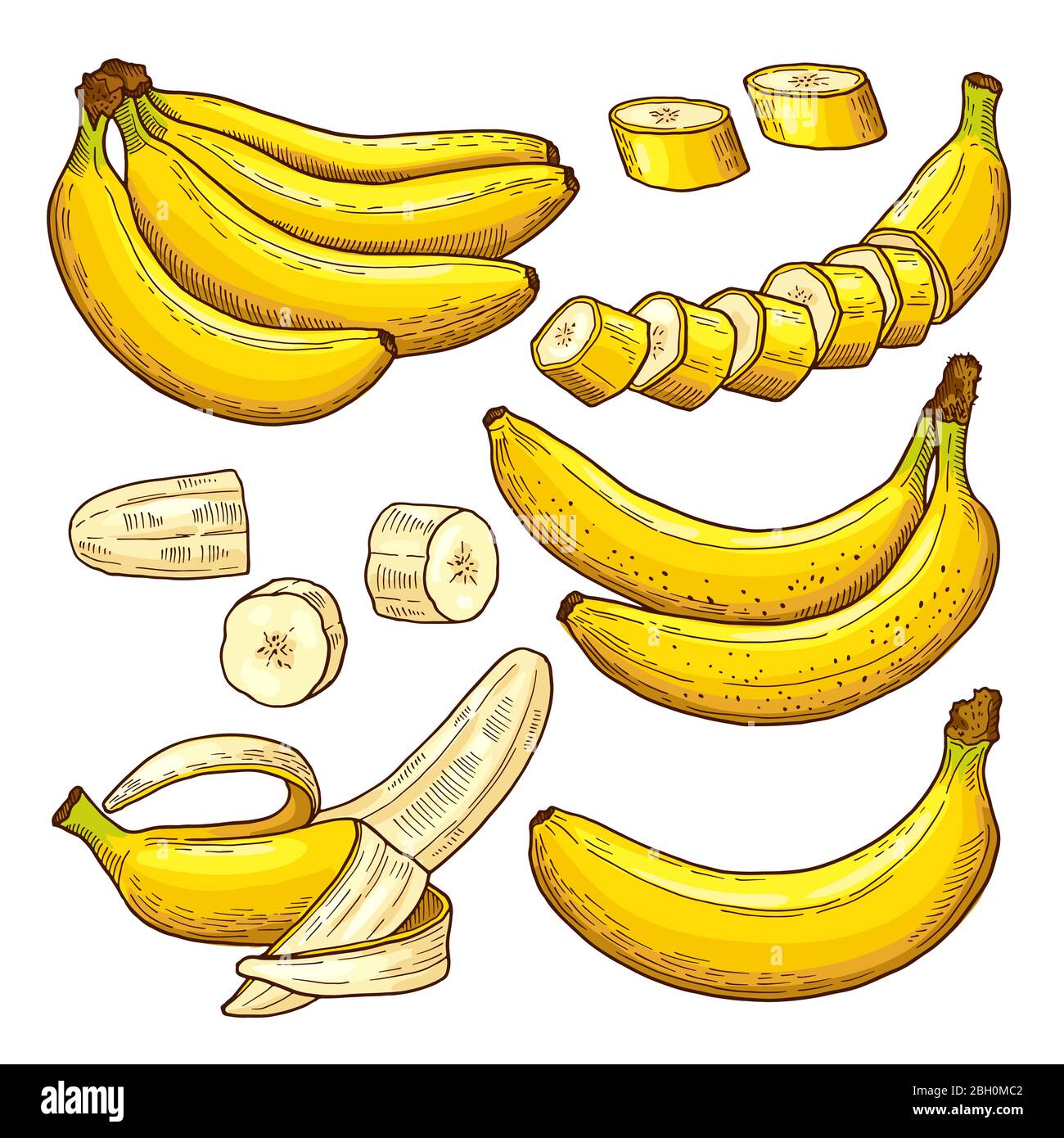 Vektor-Set von farbigen Bananen. Tropische Symbole. Handzeichnungen  Illustrationen. Banane tropische exotische Frucht in Hand zeichnen Stil  Stock-Vektorgrafik - Alamy