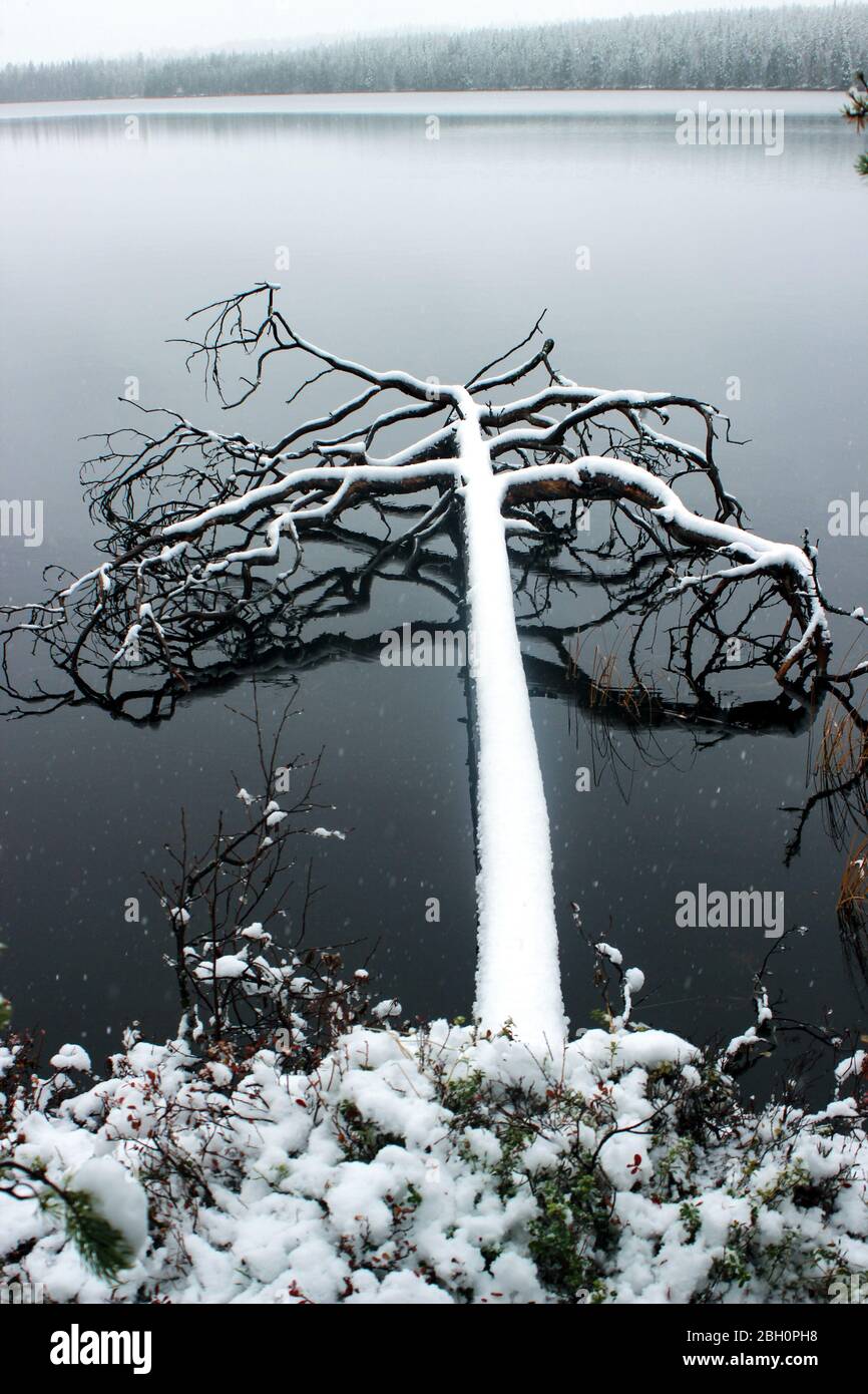 Schneebedeckter gefallener Baum über dem ruhigen See Keski-Peurajärvi in Finnisch-Lappland Stockfoto