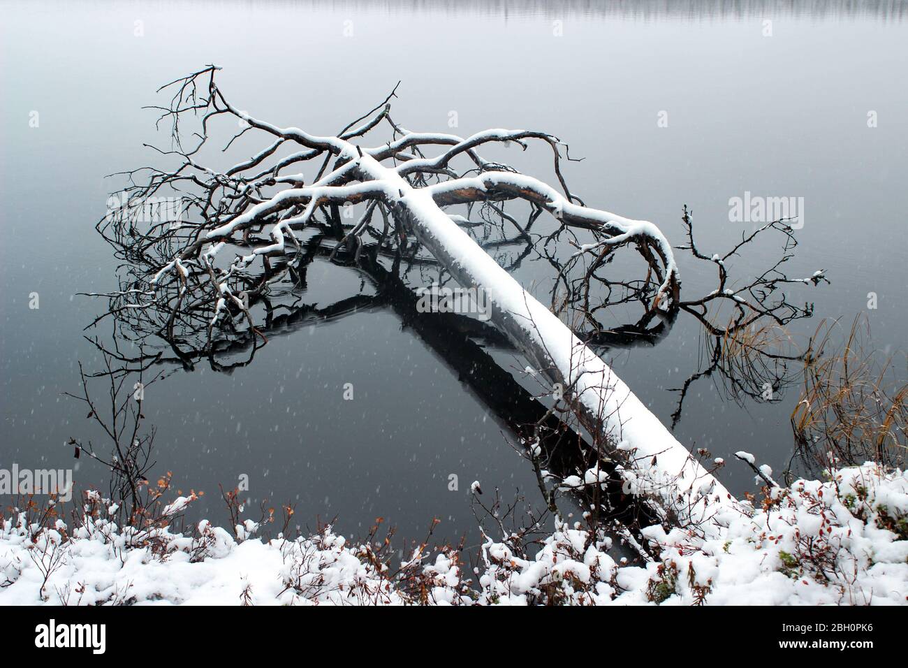 Schneebedeckter gefallener Baum über dem ruhigen Keski-Peurajärvi-See in Rovaniemi, Finnland Stockfoto