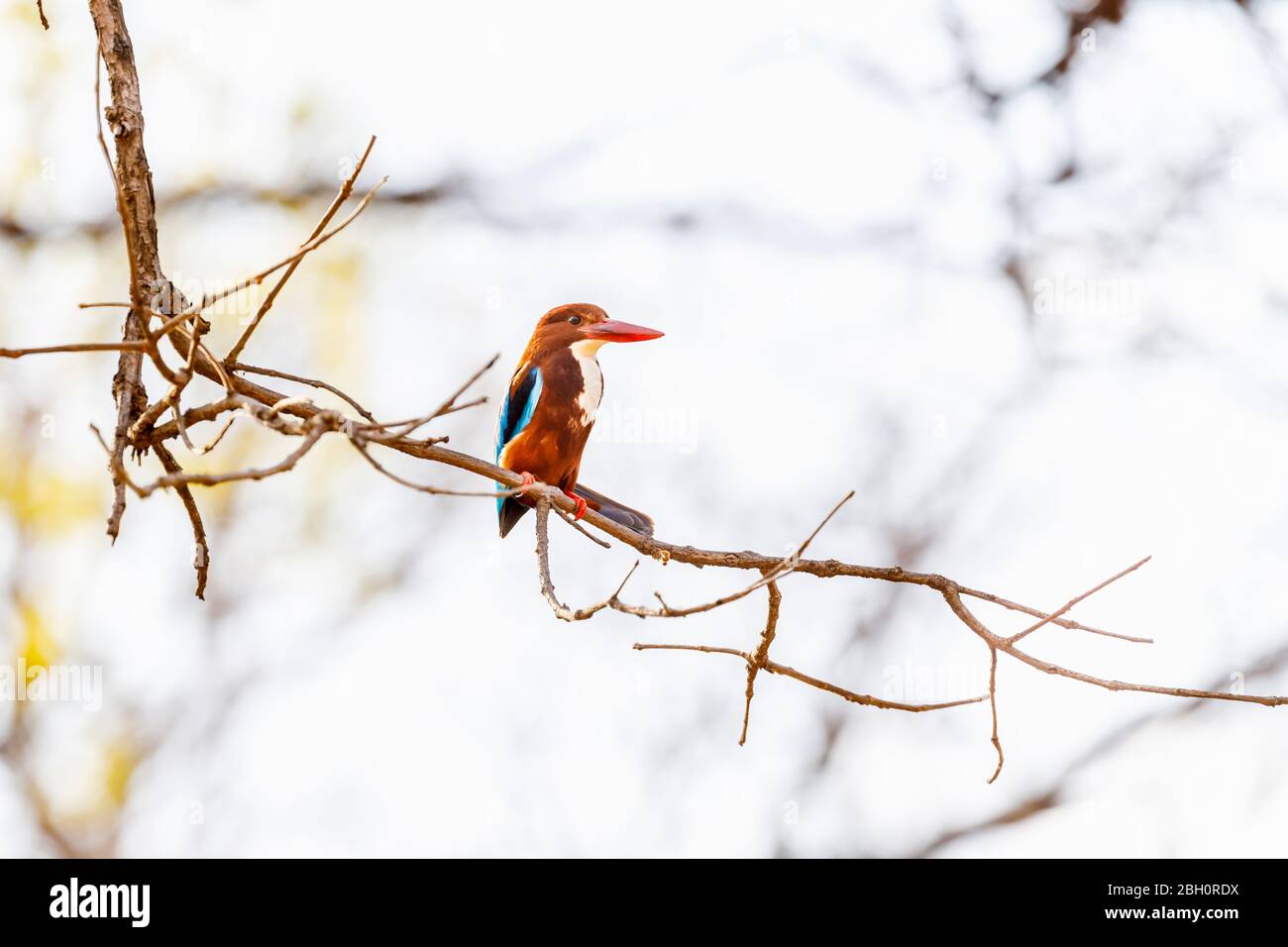 Ein Weißkehliger (Halcyon smyrnensis), der auf einem Zweig in Satpura Tiger Reserve, Madhya Pradesh, Zentralindien, thront Stockfoto