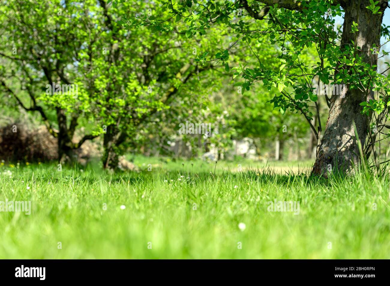 Grünes Gras mit verwischter Baumpark Hintergrund mit Sonnenlicht Stockfoto