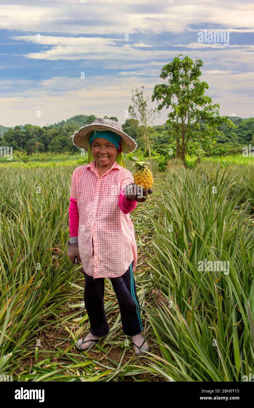 Einheimische Frau, die einen Kiefernapfel im Feld der Kiefernäpfel hält, in Chiang Rai, Thailand Stockfoto