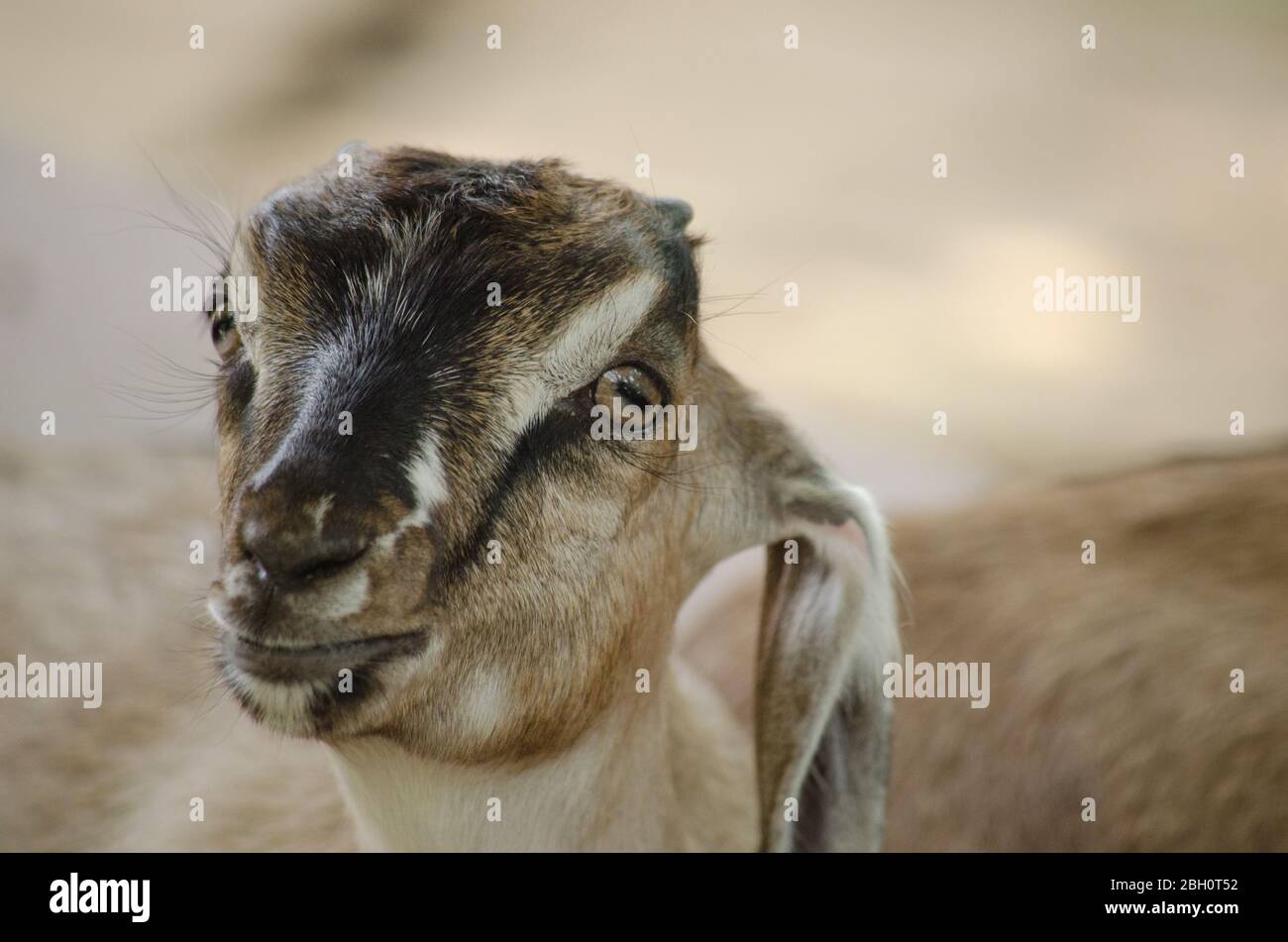 Die Ziege ist ein Mitglied der Familie Bovidae und ist eng mit den Schafen verwandt, da beide in der Ziegenantilope sind Stockfoto