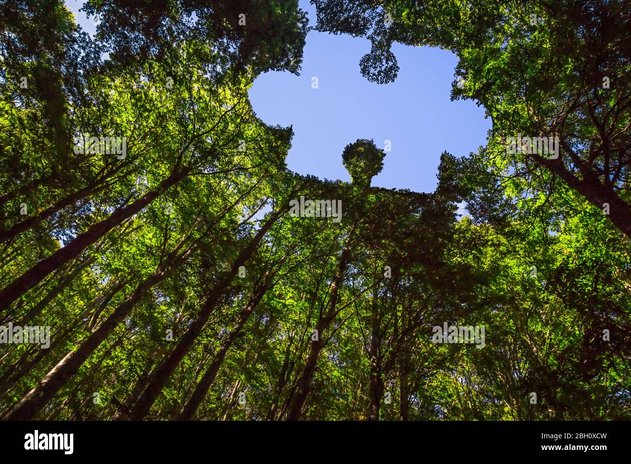 Das Vordach dieses Waldes hat ein Loch in der Form eines Puzzleteils Stockfoto