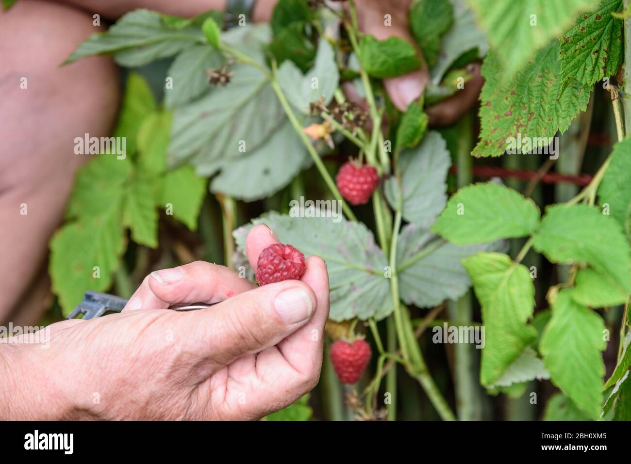 Rubus idaeus Frucht, rote Himbeere, europäische Himbeere, männliche Hand pflücken Obst, in der Hand halten, Nahaufnahme im Garten Stockfoto