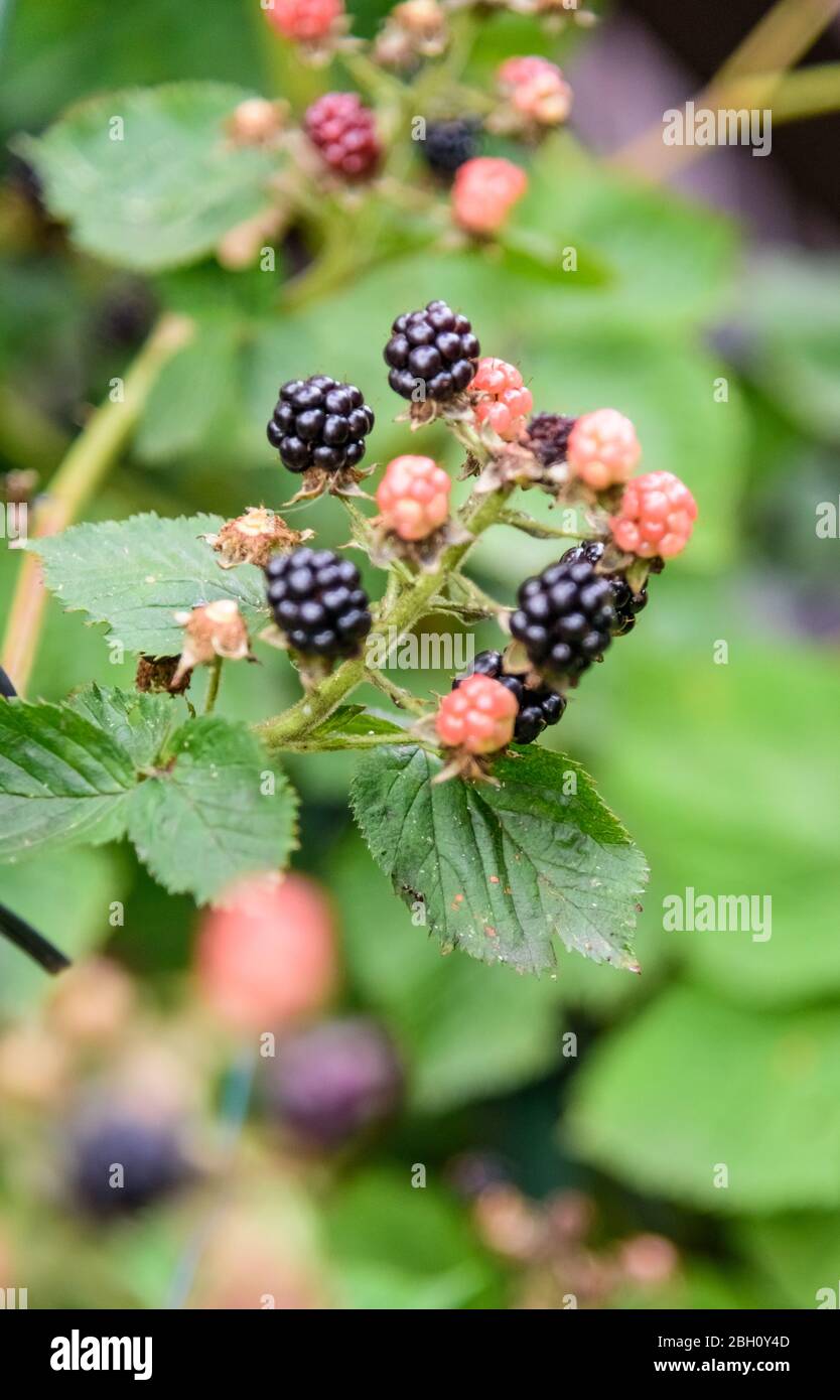 Rubus allegheniensis Frucht, bekannt als Allegheny Brombeere und Brombeere, Nahaufnahme, schwarz, rot mit grünen Blättern Stockfoto