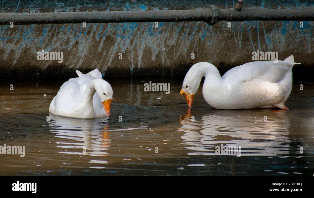 Weiße Ente im See Teich Wasser Stockfoto