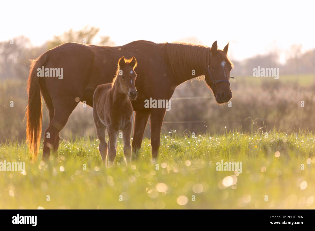 Ein Fohlen und eine Stute bei Sonnenuntergang auf einer Wiese Stockfoto