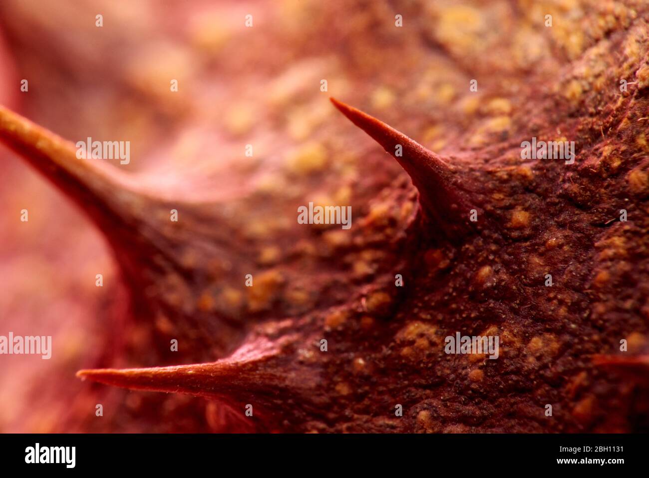 Mikroskopische Untersuchung des Virus.Hintergrund der Virus-Textur. Detaillierte Ansicht des Virus.Makroaufnahme eines Virus.Selektiver Fokus. Stockfoto