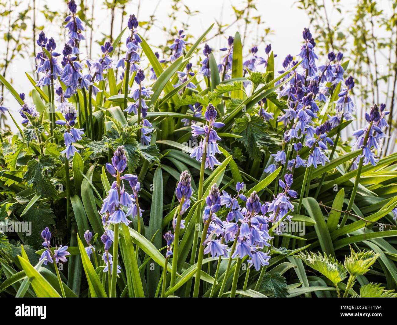 Bluebell Woods in der frühen Morgensonne. Stockfoto