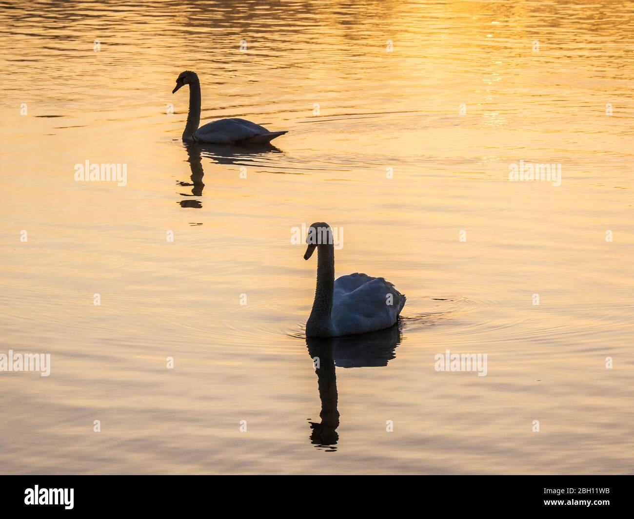 Zwei stumme Schwäne gegen das goldene Spiegelbild des Sonnenaufgangs. Stockfoto