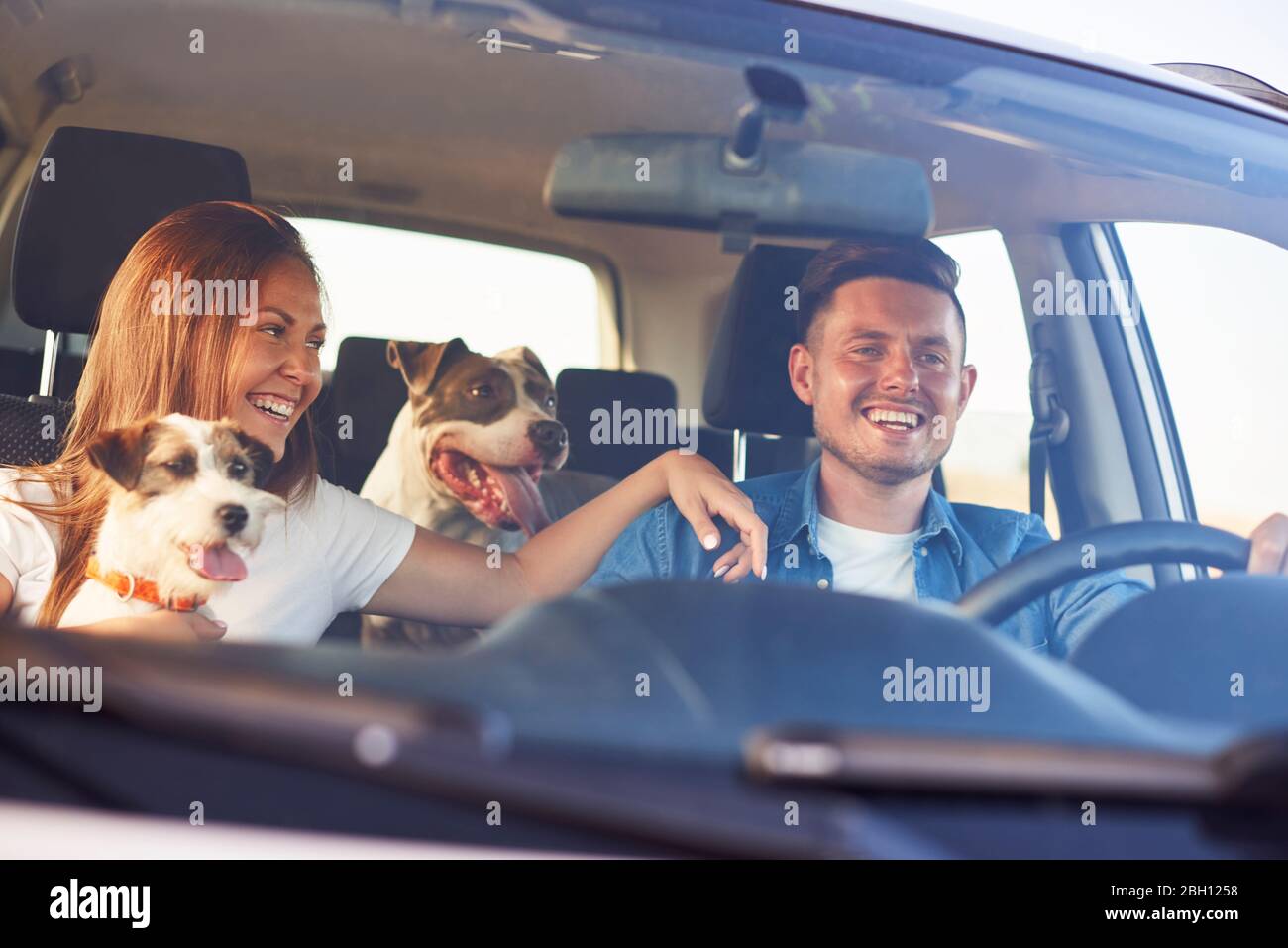 Glückliches Paar mit zwei Hunden, die mit dem Auto unterwegs sind Stockfoto