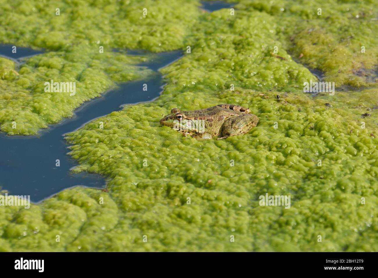 Grüner Frosch auf Seetang wartet auf die Jagd, Antequera. Malaga Stockfoto
