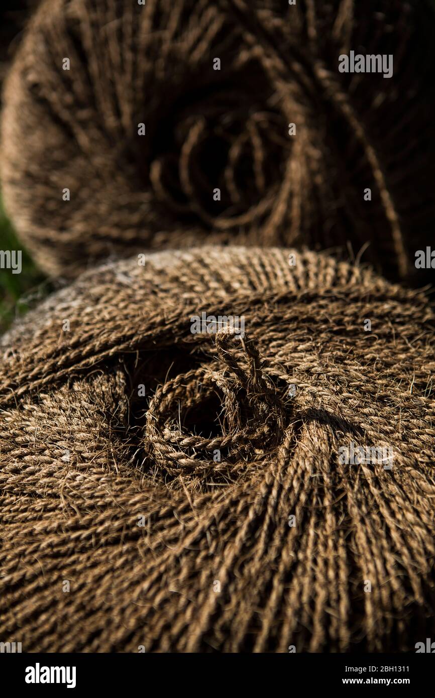 Kokosnuss-Kokopfgarn für Hopfen Stringing den Hopfengarten, so dass Hopfen die Binen klettern kann Stockfoto