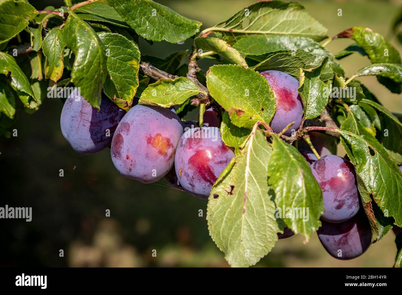 Reife Pflaumen auf Obstbaum. Stockfoto