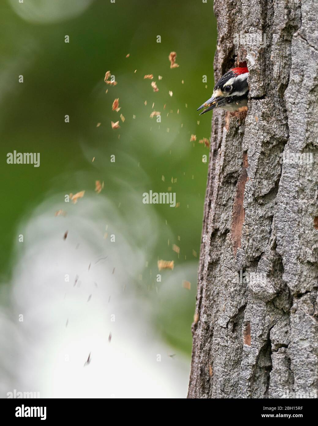 Nuttall's Woodpecker (Dryobates nuttallii) entfernt Holzspäne aus der Nisthöhle, Sacramento County California Stockfoto