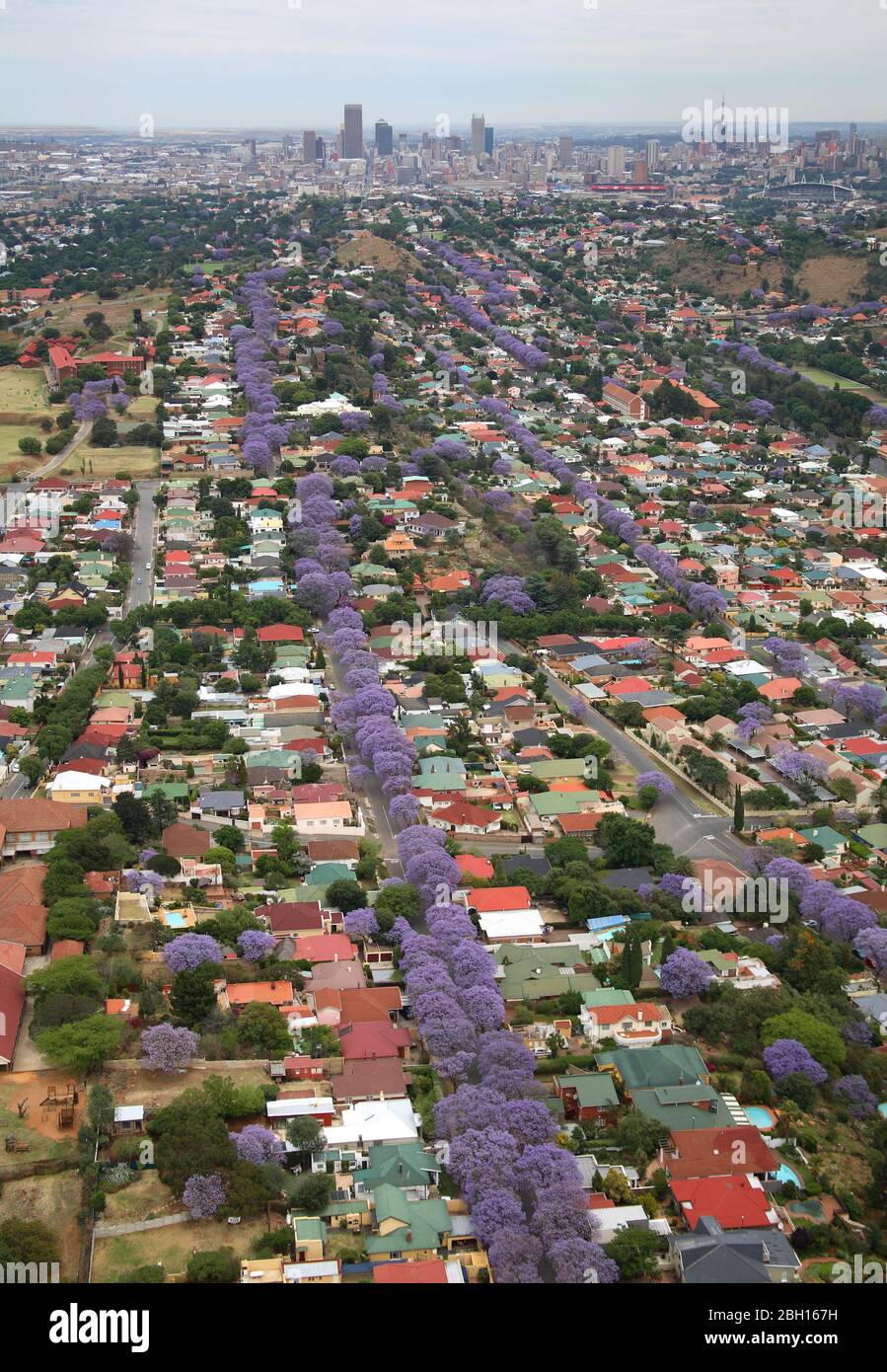 Luftbild von jacaranda gesäumten Straßen in Johannesburg Stockfoto