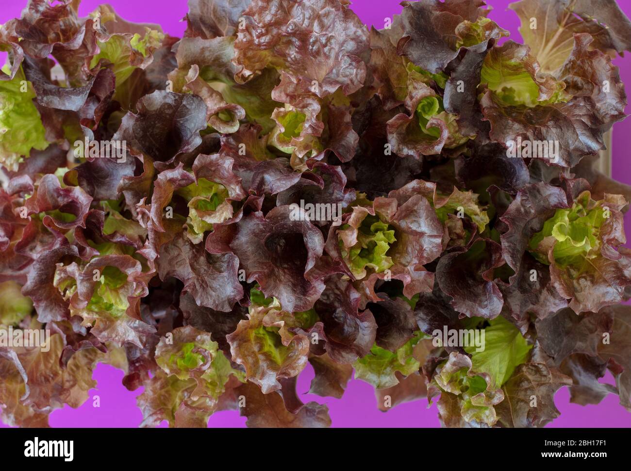 Lolla Rosso Salat Sämlinge von oben auf einem Pfropfpflanzenbehälter gesehen Stockfoto