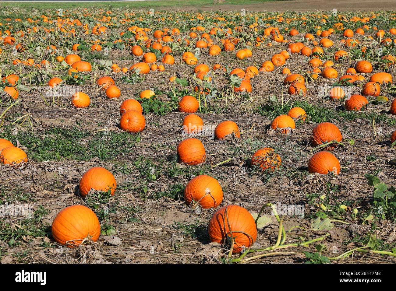 Mark, Feldkürbis (Cucurbita pepo), Feldkürbisse in einem Feld in der Nähe von Talbotville, Kanada, Ontario Stockfoto