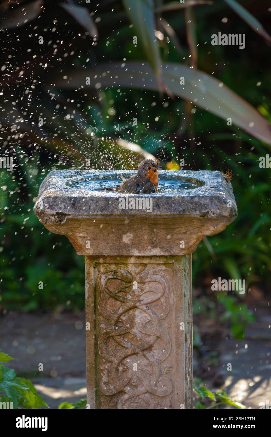 Ein einziger europäischer Rotkehlchen (Erithacus rubecula), der in einem Vogelbad, Fife, Schottland, planscht. Stockfoto
