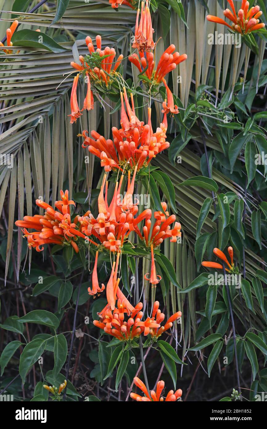 Orangentrompete Rebe (Pyrostegia venusta, Pyrostegia ignea), Blumen, Kanarische Inseln, Teneriffa Stockfoto