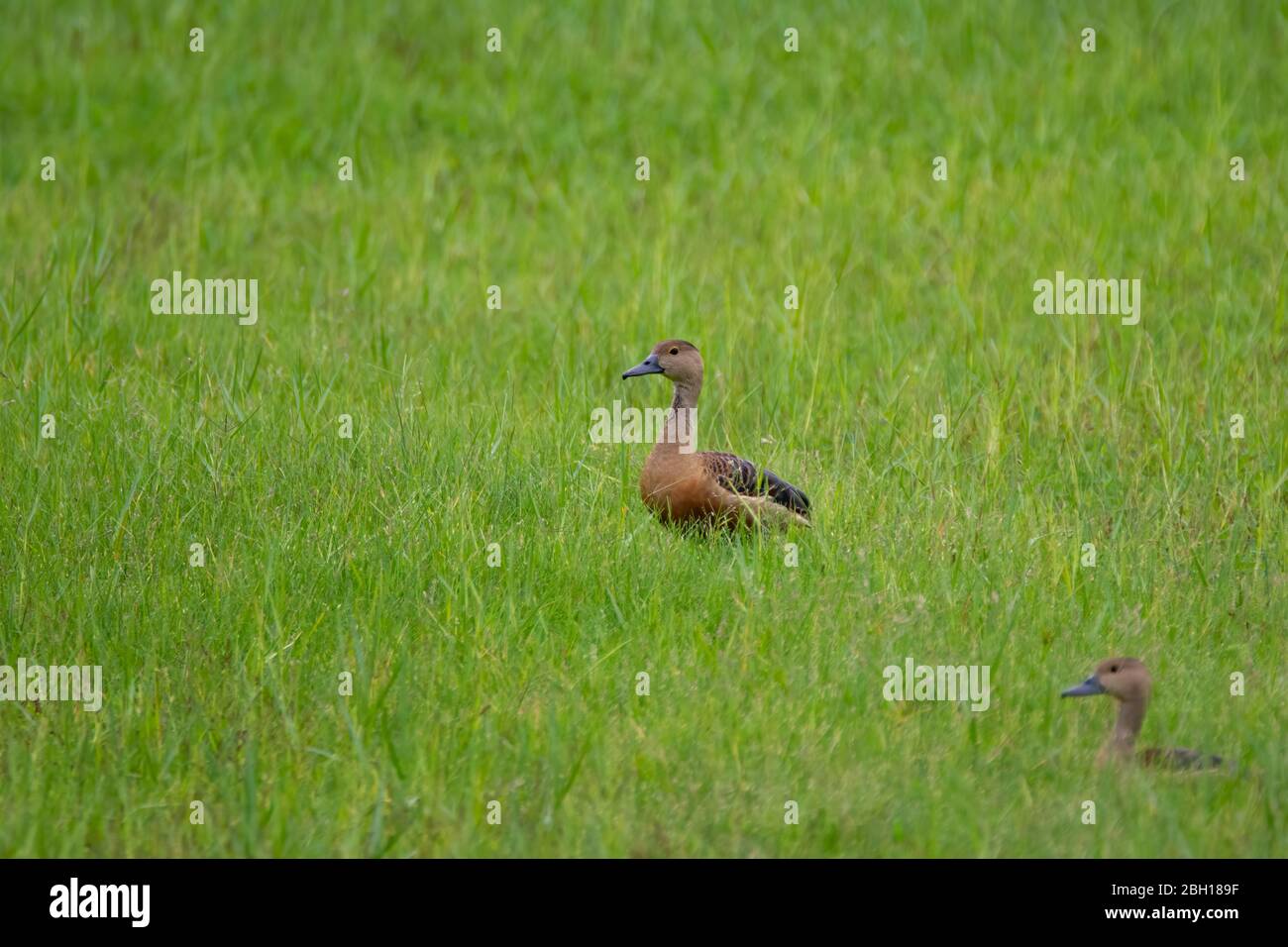 Ein Paar kleine pfeifende Enten (Dendrocygna javanica), in den üppigen grünen Feldern, während der Monsune. Stockfoto