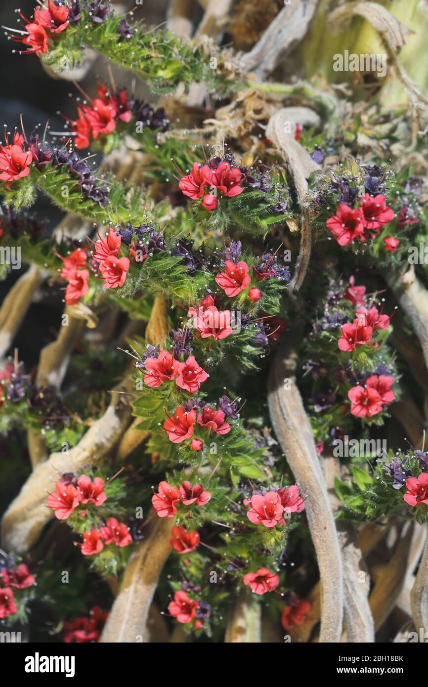 Juwelenturm (Echium wildpretii), mit Blumen, Kanarische Inseln, Teneriffa, Teide Nationalpark, Caldera Las Canadas Stockfoto