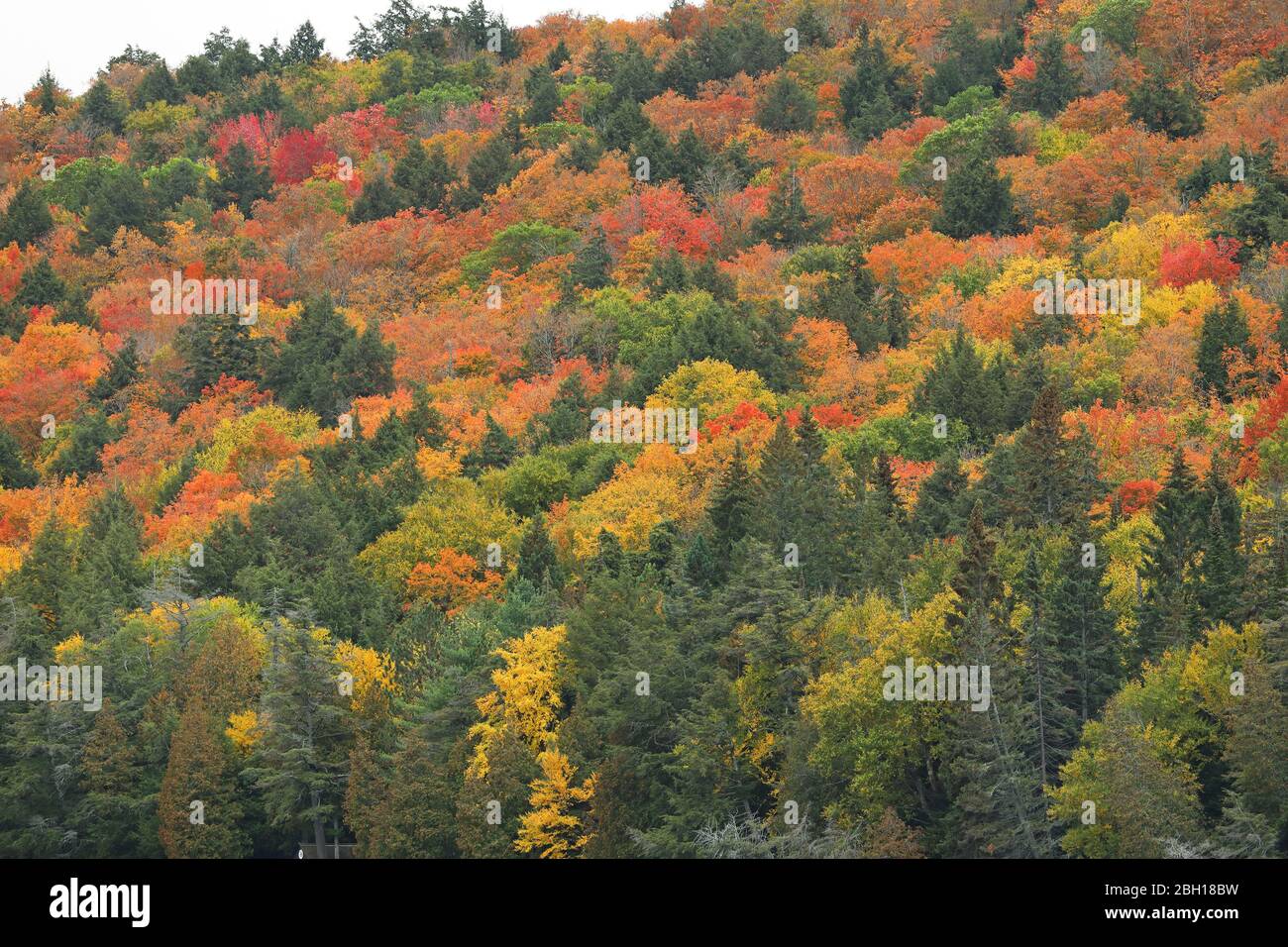 Färbung der Blätter im Herbst am Rock Lake, Kanada, Ontario, Algonquin Provincial Park Stockfoto
