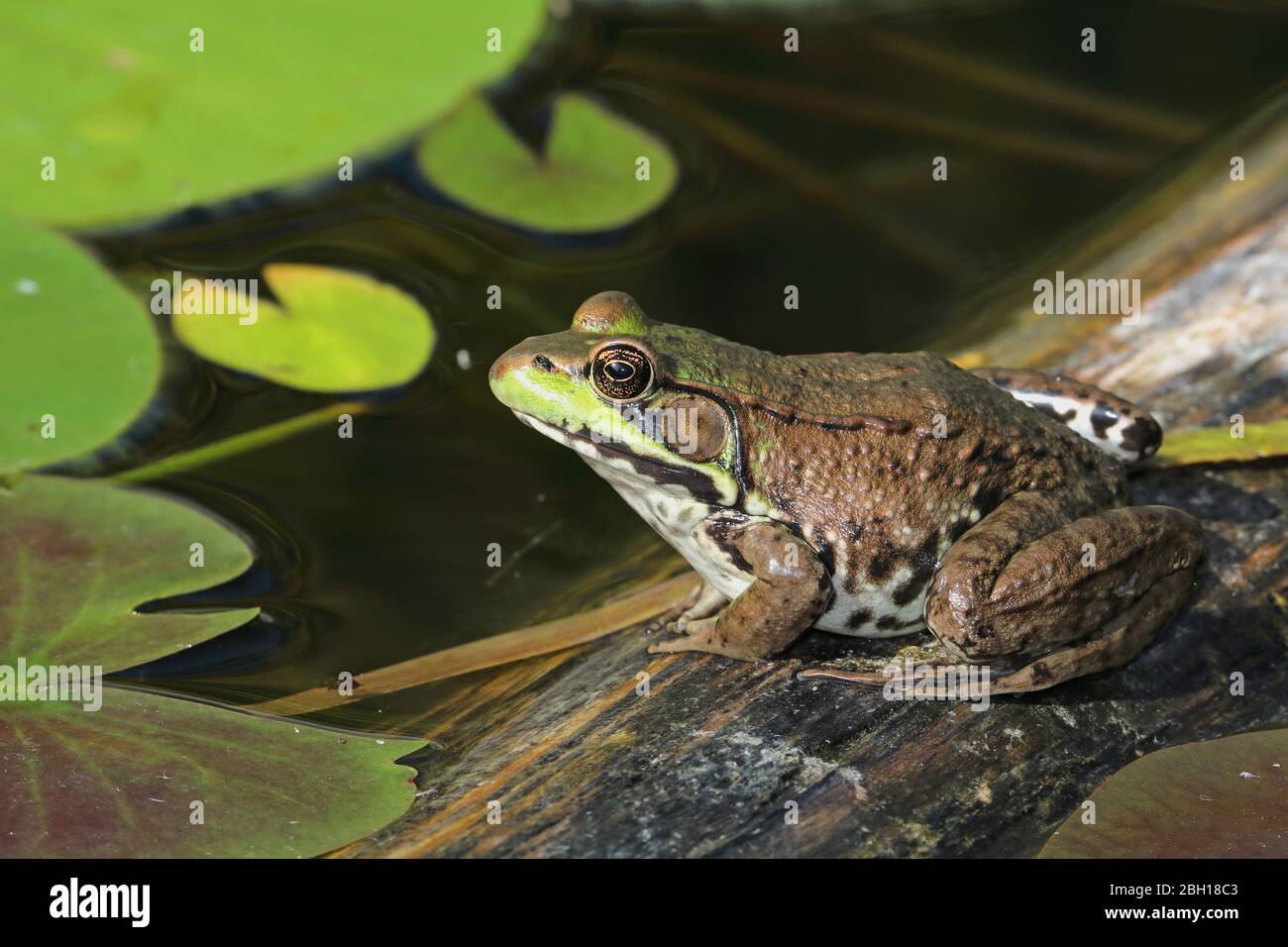 Grüner Frosch, gewöhnlicher Frühlingsfrosch (Rana clamitans, Lithobates clamitans), sitzt auf Holz im Wasser, Kanada, Ontario, Point Pelee National Park Stockfoto