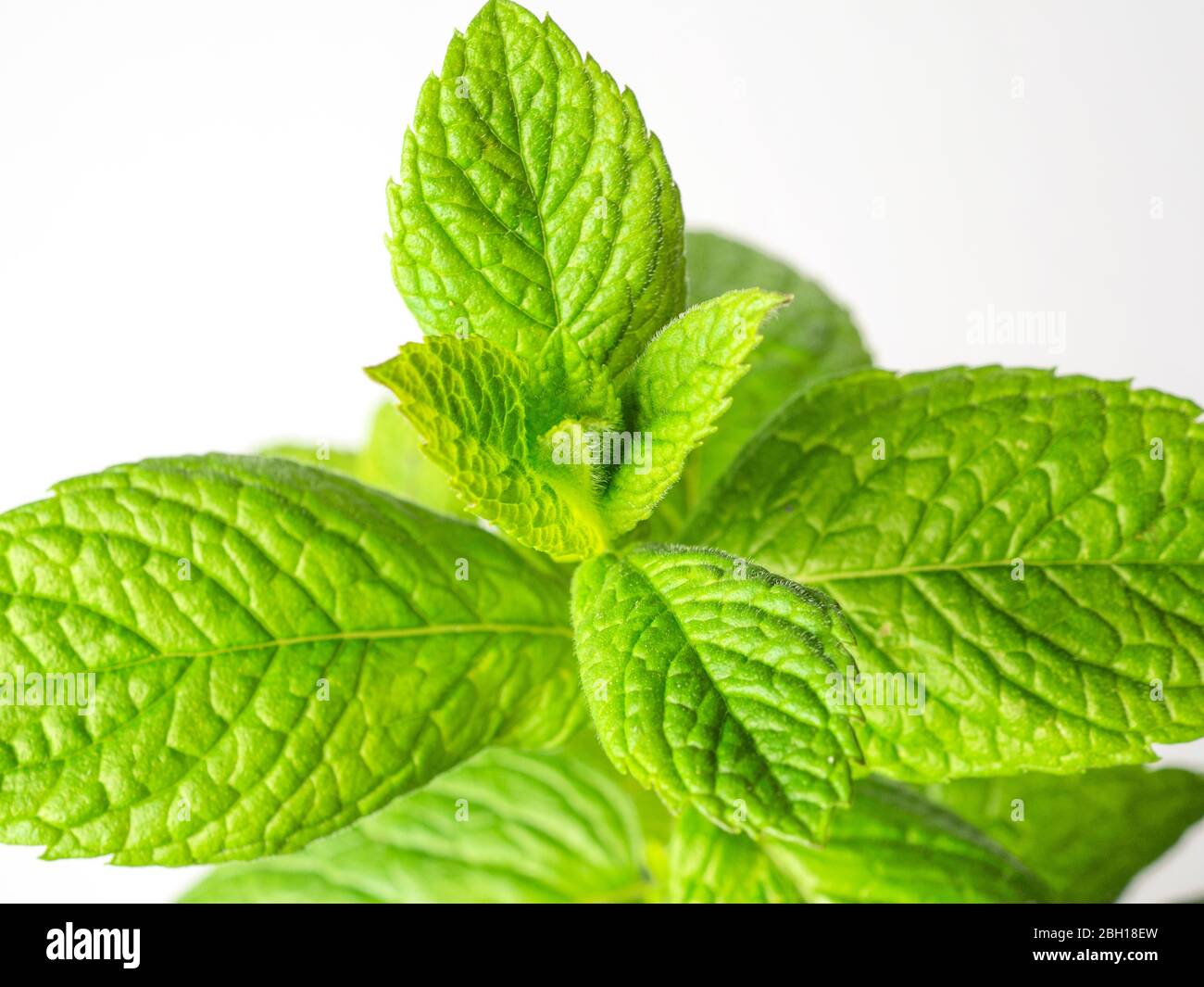 Spearmint Blätter vor einem weißen Hintergrund Stockfoto